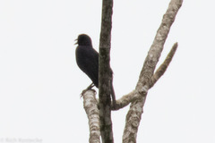 Amblycercus holosericeus