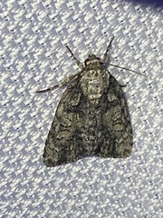 Acronicta modica
