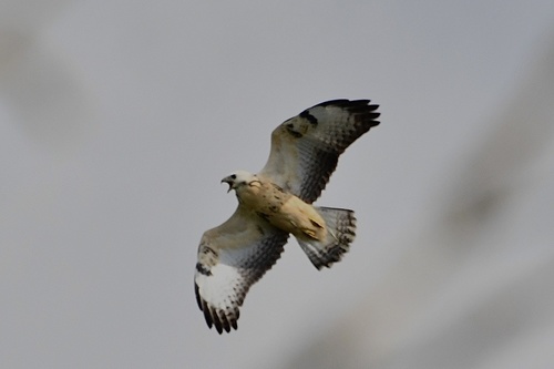 Buse variable, jeune