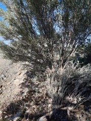 Acanthocladium dockeri