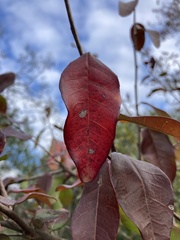 Sebastiania commersoniana