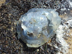 Dactyliophorae