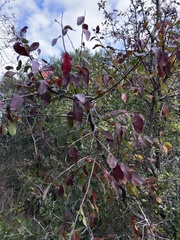 Sebastiania commersoniana