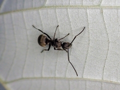 Polyrhachis illaudata