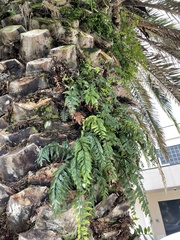 Asplenium polyodon image