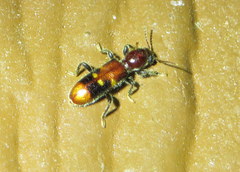 Priocera castanea