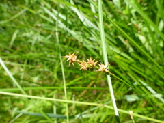 Carex echinata echinata