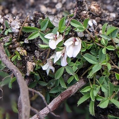 Trifolium monanthum grantianum