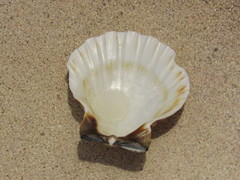 Bractechlamys vexillum