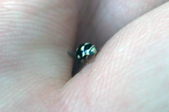 Brachiacantha decempustulata