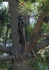 Sphyrapicus nuchalis