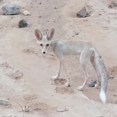 Vulpes vulpes arabica