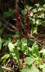 Corallorhiza striata