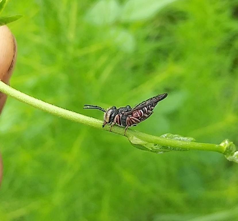 Coelioxys slossoni