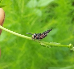 Coelioxys slossoni slossoni