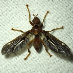 Pyrgota undata