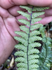 Asplenium sellowianum