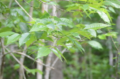 Magnoliopsida