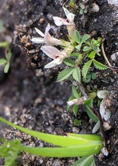 Trifolium monanthum grantianum
