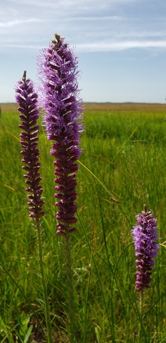 lanceleaf blazing star (Liatris lancifolia)