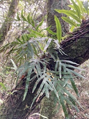 Pleopeltis pleopeltifolia