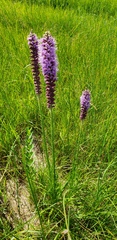 Liatris lancifolia