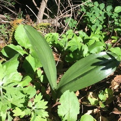 Piperia