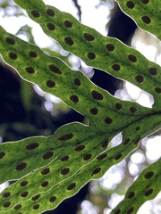 Pleopeltis pleopeltifolia