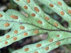 Pleopeltis pleopeltifolia