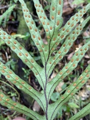 Pleopeltis pleopeltifolia