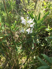 Platanthera blephariglottis blephariglottis