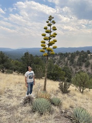 Agave parryi parryi