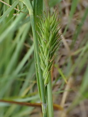 Carex atherodes