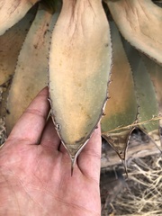 Agave parryi parryi