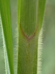 Carex atherodes
