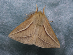 Cinommata bistrigata