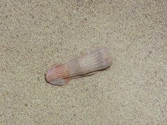 Nodipecten nodosus