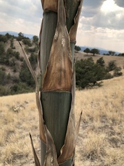 Agave parryi parryi