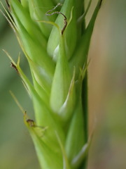 Carex atherodes