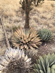 Agave parryi parryi