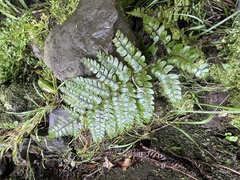 Polystichum polyblepharum