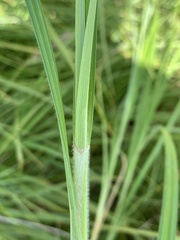 Carex atherodes