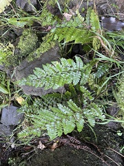 Polystichum polyblepharum