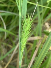Carex atherodes