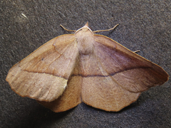 Syncirsodes primata