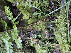Polystichum polyblepharum