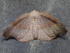 Syncirsodes primata