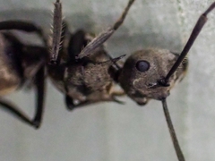 Polyrhachis illaudata
