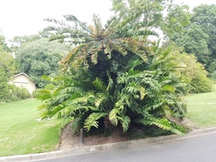 Encephalartos altensteinii