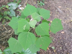 Polyrhachis illaudata